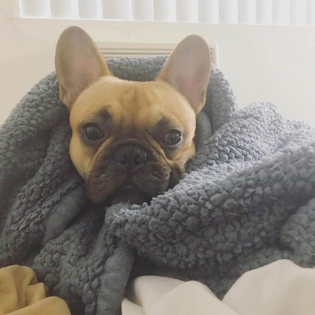 ティファニー・ハインズさんのインスタグラム写真 - (ティファニー・ハインズInstagram)「Rocky French. King in the North. Slayer of Bones. First of his name #gameofthronesdog #frenchie #snugglemode #frenchiesofinstagram #frenchielikestokiss #puppy #frenchiepuppy #cutemode #cutedogsofinstagram #frenchiesociety #frenchiegram #frenchbulldogsofinstagram #frenchbulldog #frenchbulldog_feature #frenchbully #frenchbullynation #frenchielove #frenchielove #frenchielove_feature #frenchielover #frenchielovers #frenchielife #frenchbulldogpuppy  #frenchbulldogpuppylove #puppiesofinstagramu #puppiesofinstagram #mrrockyfrench #bully #bullies #bulliesofinstagram #gameofthrones FOLLOW ME HERE: @mr.rockyfrench」4月27日 2時00分 - tiffanyhines