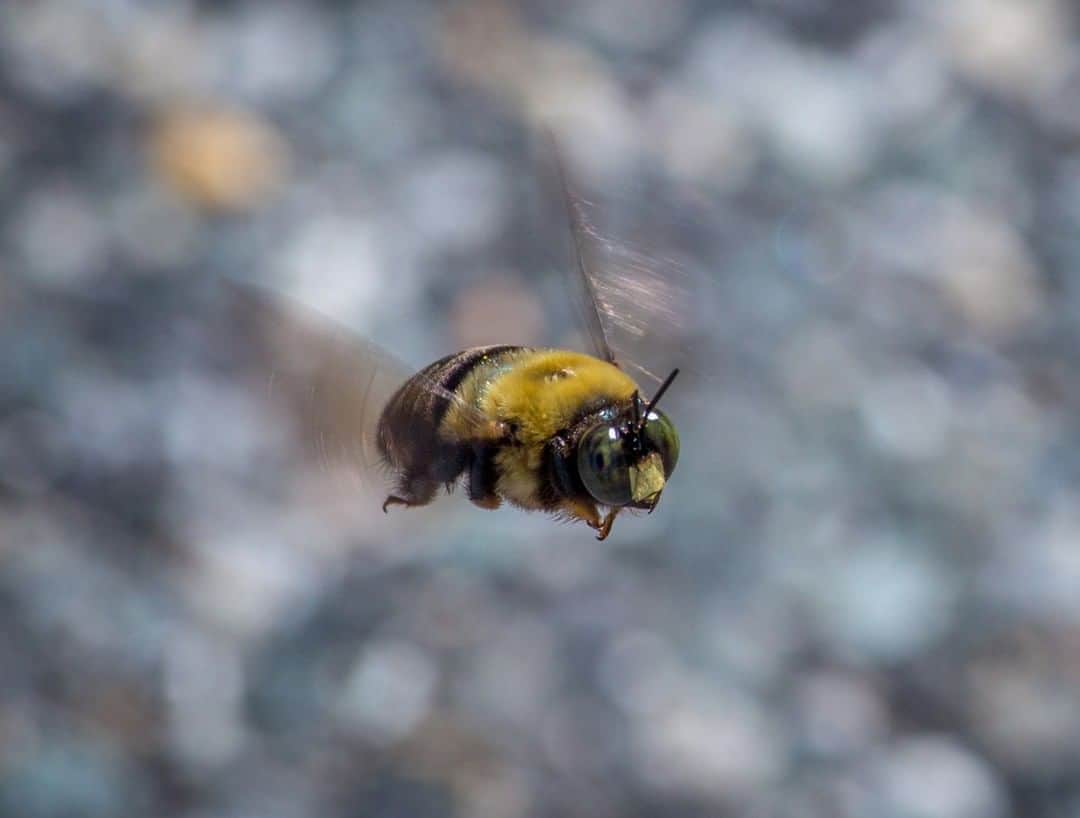 ジ・オニオンさんのインスタグラム写真 - (ジ・オニオンInstagram)「Bee Practically Blows Its Load After Seeing Purple Coneflower In Full Bloom」4月27日 2時01分 - theonion