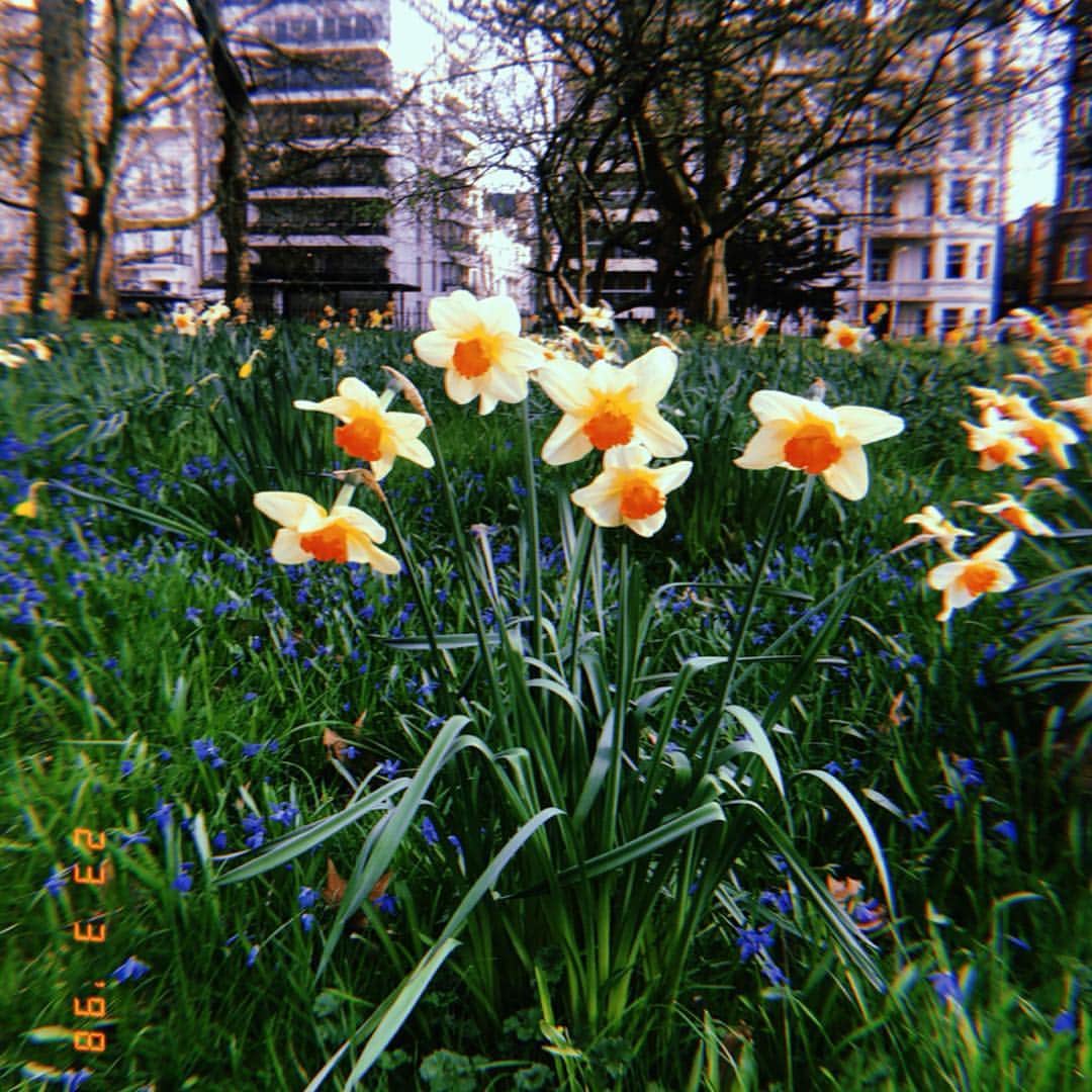 アマニ・ファンシーのインスタグラム：「daffodils & happy pills 🌼」