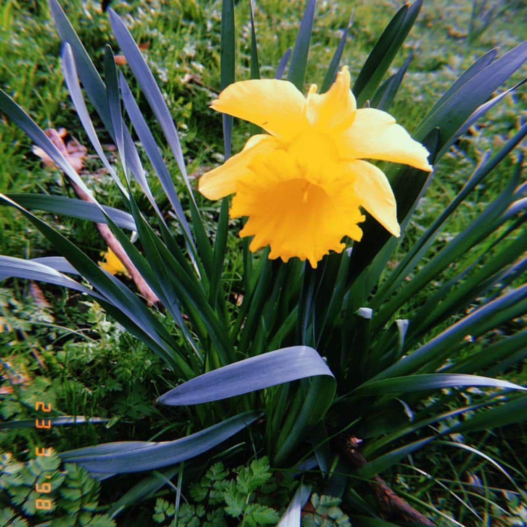 アマニ・ファンシーさんのインスタグラム写真 - (アマニ・ファンシーInstagram)「daffodils & happy pills 🌼」4月27日 2時03分 - amanifancy