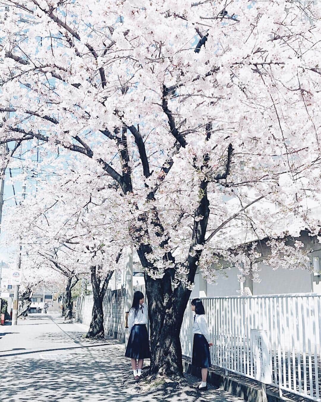 岩倉しおりさんのインスタグラム写真 - (岩倉しおりInstagram)「桜の木の下で。」4月27日 2時13分 - iwakurashiori