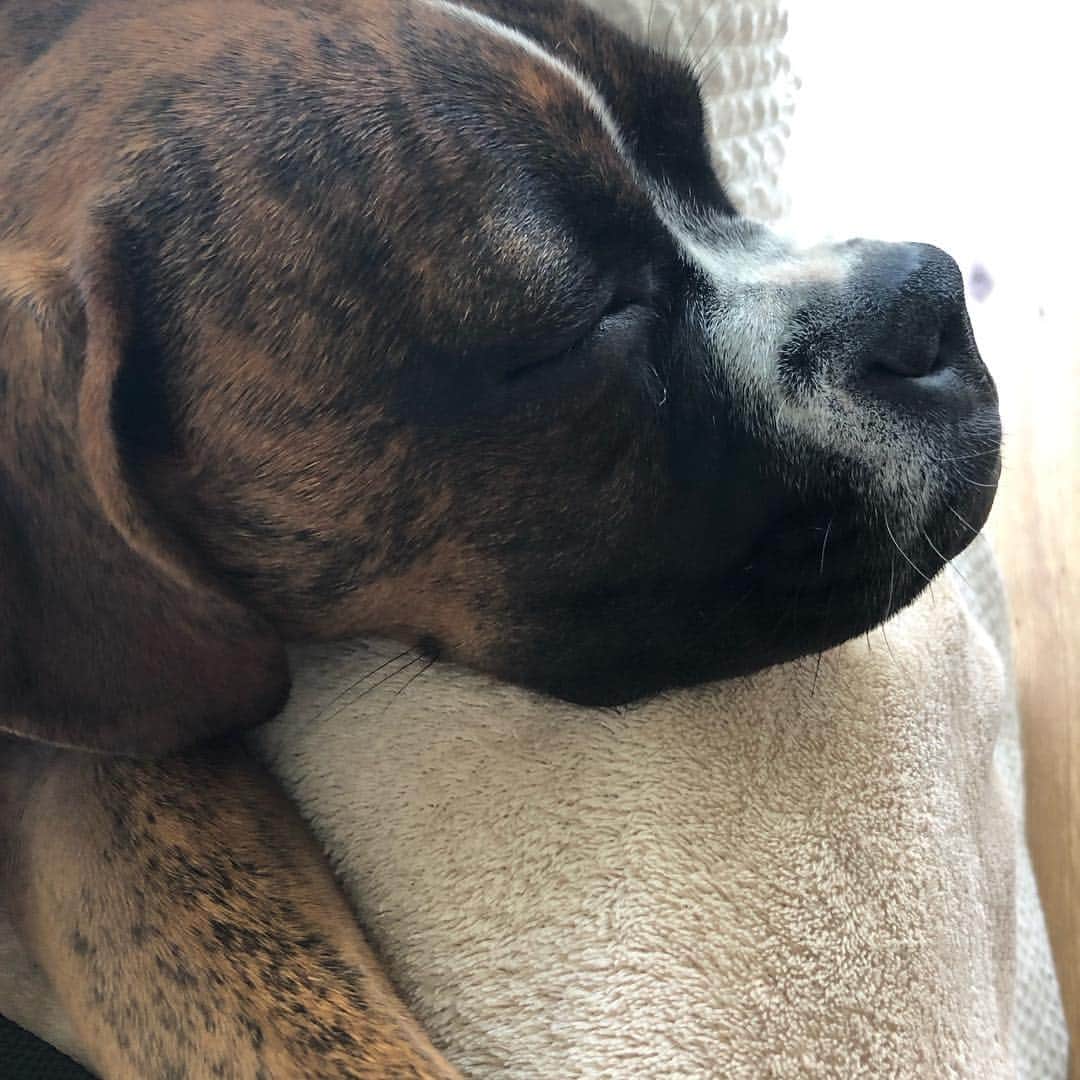 ジェリー・ライアンのインスタグラム：「THESE FACES...🐾💖💖🐾」