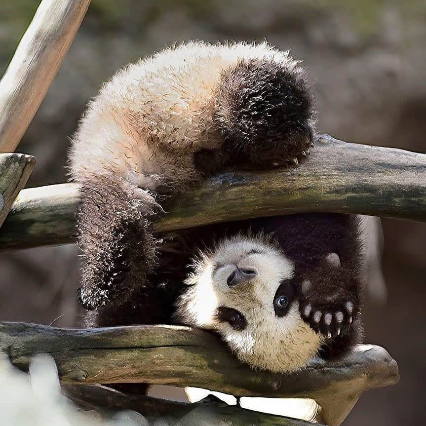 San Diego Zooさんのインスタグラム写真 - (San Diego ZooInstagram)「🙃 📷: Deric Wagner  #FlashbackFriday #WackyWu #pandas4ever #sandiegozoo」4月27日 2時34分 - sandiegozoo