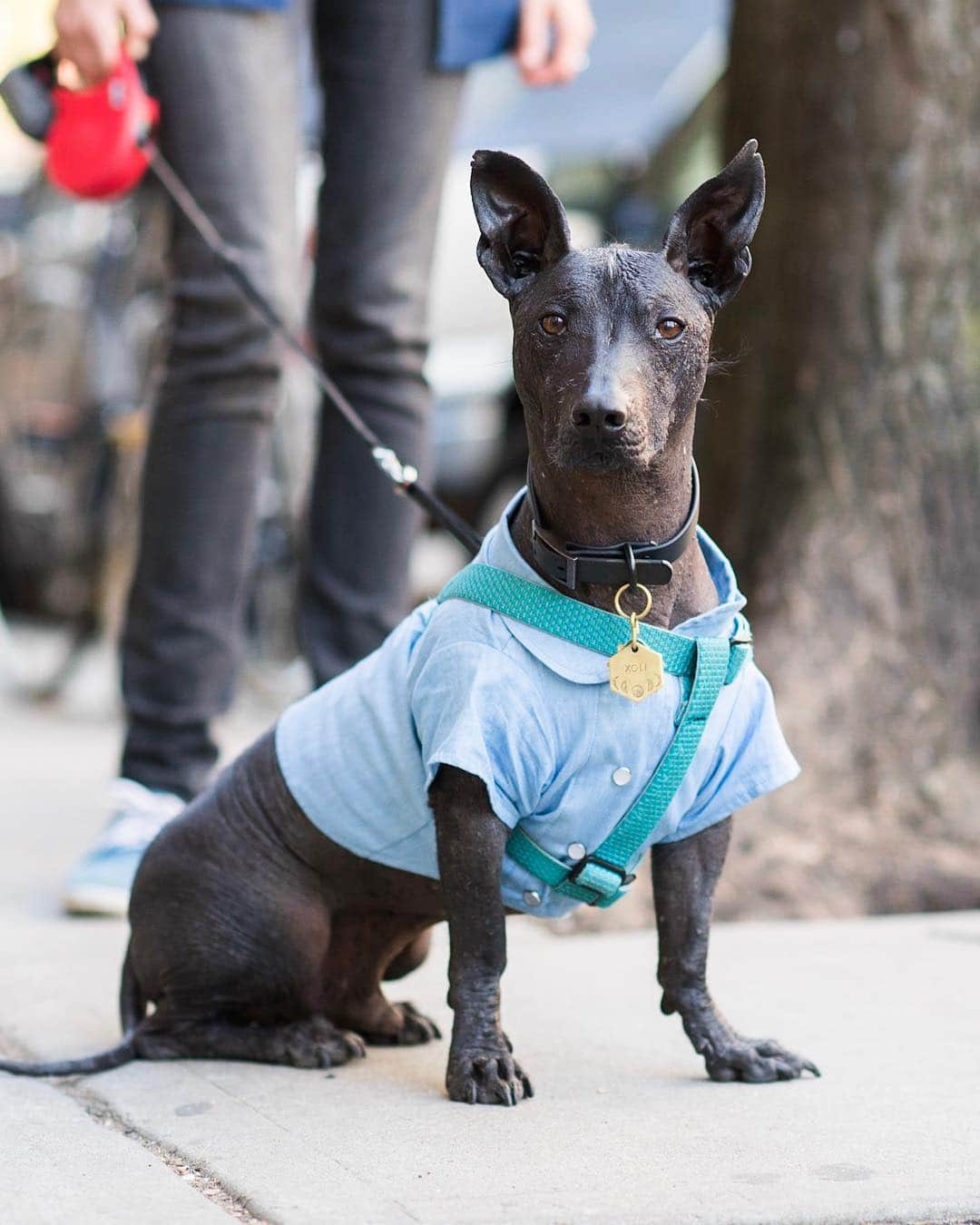 The Dogistさんのインスタグラム写真 - (The DogistInstagram)「Xoli, Xoloitzcuintli mix (5 y/o), 8th & Ave A, New York, NY • “He loves carrots and life. He wears clothes so he doesn’t get sunburned and I have to slather him with coconut oil. I own a chocolate shop, so we get it by the pallet.” A rescue via @humanemiddletown」4月27日 2時43分 - thedogist