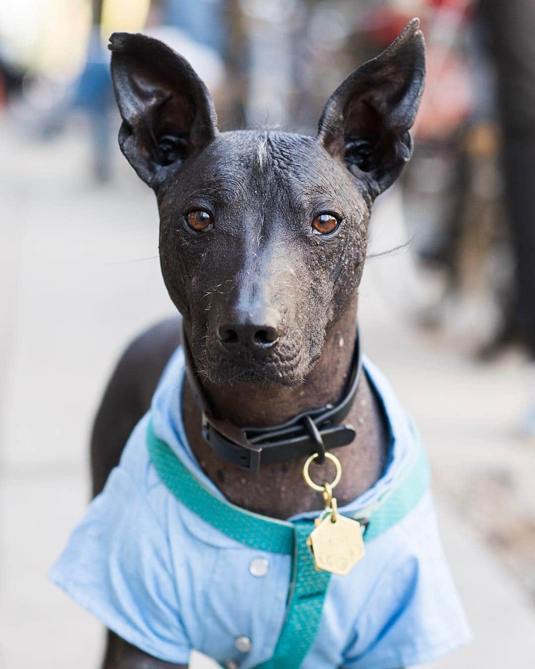 The Dogistさんのインスタグラム写真 - (The DogistInstagram)「Xoli, Xoloitzcuintli mix (5 y/o), 8th & Ave A, New York, NY • “He loves carrots and life. He wears clothes so he doesn’t get sunburned and I have to slather him with coconut oil. I own a chocolate shop, so we get it by the pallet.” A rescue via @humanemiddletown」4月27日 2時43分 - thedogist