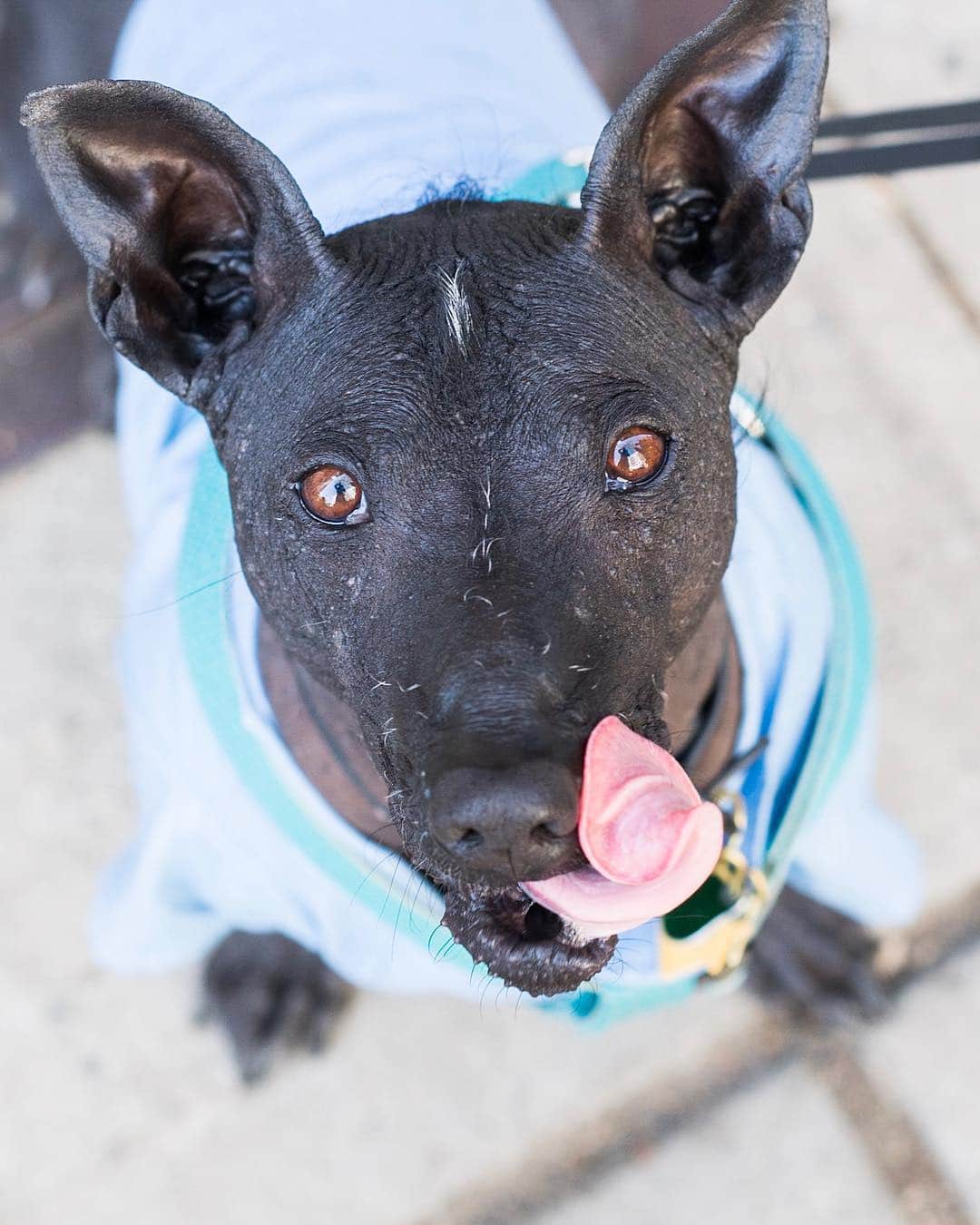 The Dogistさんのインスタグラム写真 - (The DogistInstagram)「Xoli, Xoloitzcuintli mix (5 y/o), 8th & Ave A, New York, NY • “He loves carrots and life. He wears clothes so he doesn’t get sunburned and I have to slather him with coconut oil. I own a chocolate shop, so we get it by the pallet.” A rescue via @humanemiddletown」4月27日 2時43分 - thedogist