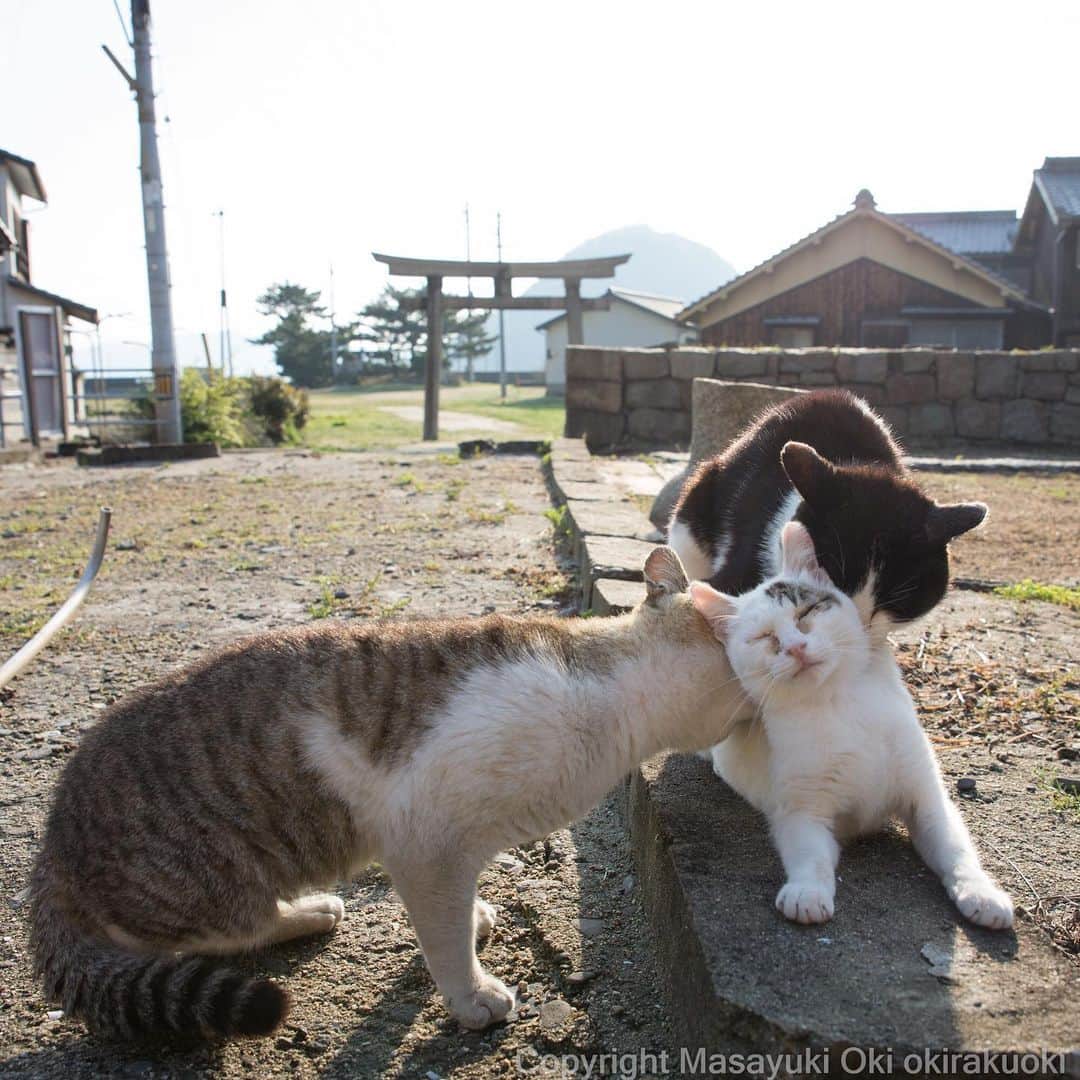 Masayukiさんのインスタグラム写真 - (MasayukiInstagram)「ぐいぐいくる。  #cat #ねこ」4月27日 2時55分 - okirakuoki