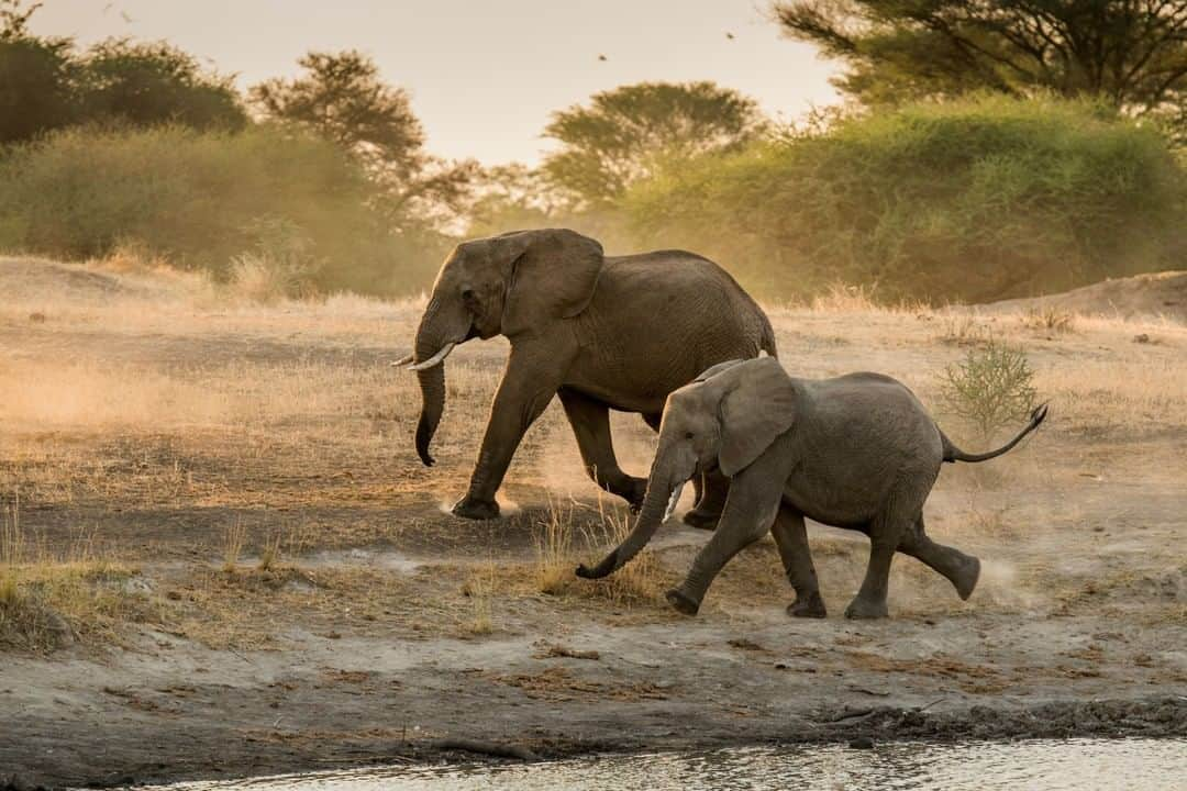 National Geographic Travelさんのインスタグラム写真 - (National Geographic TravelInstagram)「Photo by @amivitale | Wild elephants roam at the Manyara Ranch, a 35,000 acre conservancy which over 50 different types of mammals call home. Since the introduction of Honeyguide Foundation (@honeyguide_tz) tracking dogs by to aid in conservation efforts, poaching on the ranch has plummeted. “These days, not only does an elephant die naturally, its tusks are left intact. This would have never happened before.” says Fidelis Olekashe, a security expert and former member of the Tanzanian military who manages the ranch. Learn how to protect and preserve these majestic creatures and all wild animals by following @honeyguide_tz singita_ and @amivitale #elephants #saveelephants #dontletthemdisappear #stoppoaching #worthmorealive」4月27日 4時00分 - natgeotravel