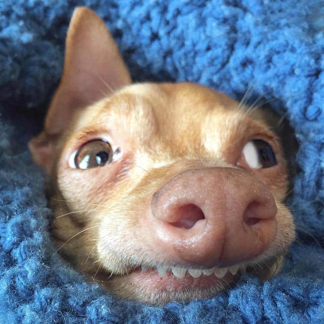 Tuna {breed:chiweenie} さんのインスタグラム写真 - (Tuna {breed:chiweenie} Instagram)「When you decide to spend your Friday night causally naked in bed, wrapped up in your covers and someone knocks persistently on the door. This is that debatable moment whether you should or should not go see who it is.」4月27日 4時07分 - tunameltsmyheart