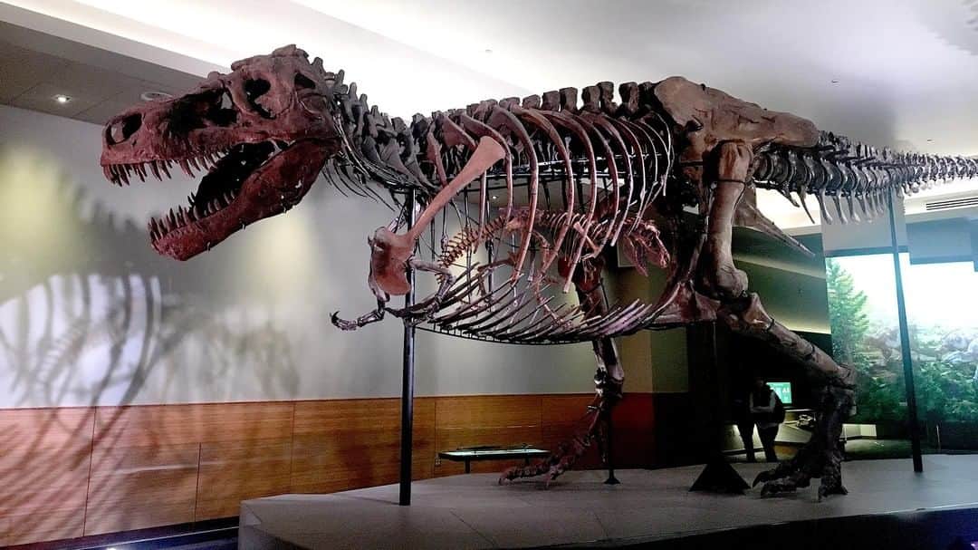 ジ・オニオンさんのインスタグラム写真 - (ジ・オニオンInstagram)「Field Museum Officials Announce Long-Awaited Pregnancy Of Prized T-Rex」4月27日 4時30分 - theonion