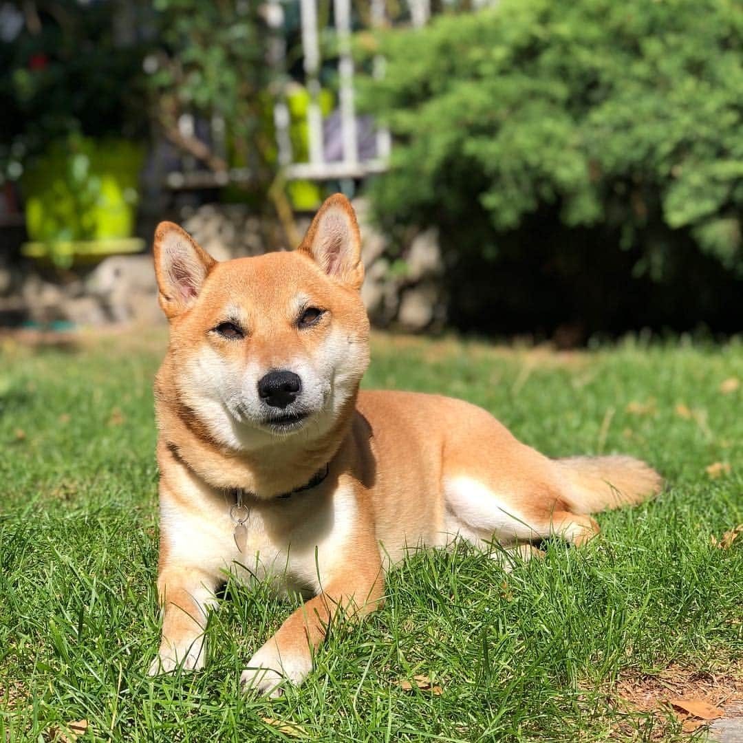 じぇっとさんさんのインスタグラム写真 - (じぇっとさんInstagram)「hello friends👋❤️😀」4月27日 4時36分 - jetsan_shiba