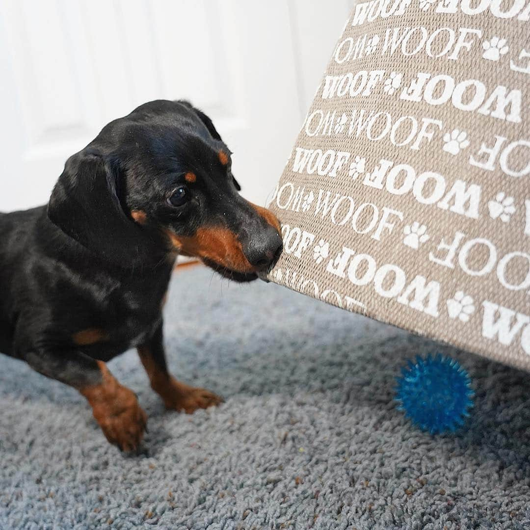 Crusoe the Celebrity Dachshundさんのインスタグラム写真 - (Crusoe the Celebrity DachshundInstagram)「“I’m just going to place my ball under here.. and then cause a heckin’ commotion until someone gets it out.” ~ Crusoe」4月27日 4時46分 - crusoe_dachshund