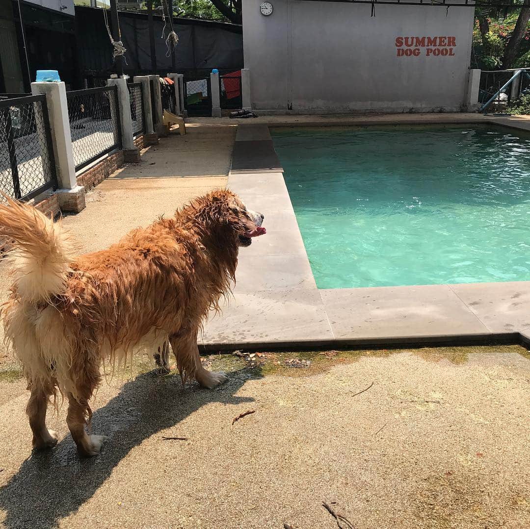 Hoykong&Plamuekのインスタグラム：「Happy time #hotday #summerdogpool #hoykong」