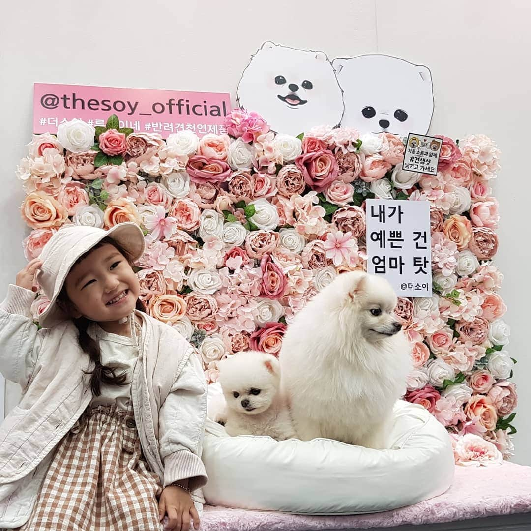 thesoy_yoonsoさんのインスタグラム写真 - (thesoy_yoonsoInstagram)「. 귀염뽀짝이들♡ . 6시까지예용 서둘러오세용 . #케이펫페어 #더소이 Dㅡ07 .」4月27日 14時53分 - thesoy_yoonso