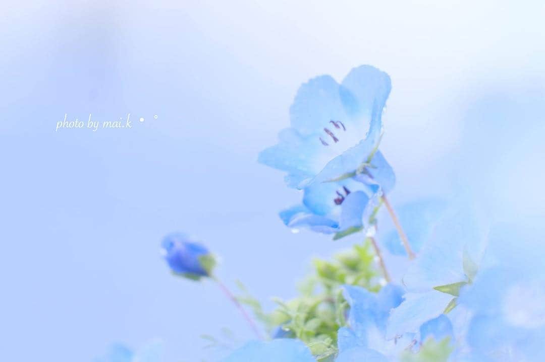 菊池真以さんのインスタグラム写真 - (菊池真以Instagram)「雨の日のやさしさ・°・＊ . . . . . . . . ♡ . #ネモフィラ #ひたち海浜公園  #青の世界　#ネモフィラブルー　#ふんわりフォト #rainyday #kokohana #blue #flowers #spring #art_of_japan #team_jp #instagramjapan #FUJIFILM #tokyocameraclub」4月27日 15時13分 - mai_sorairo