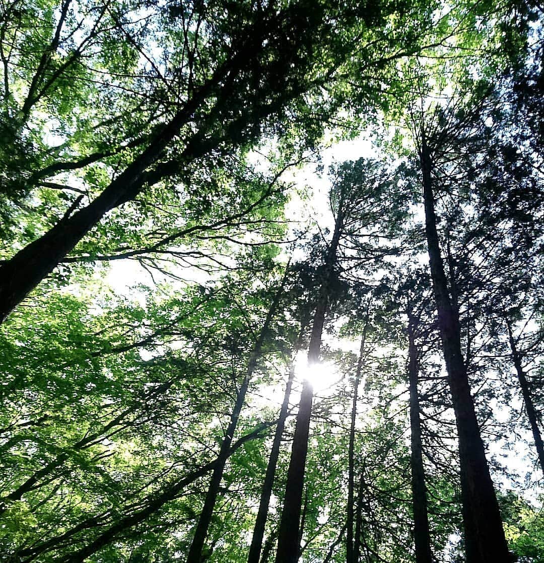 桜花さんのインスタグラム写真 - (桜花Instagram)「森林セラピーなるものがあるらしい🍀  みんなそれぞれ、何かをしたら元気が出る。そんなものが、きっとひとつはあると思います🍀  私は山に行くと元気になりマウンテン〜🍀 ＼(^^)／🌼 まもなく新緑の季節、 さわやかに通る風、 キラキラ緑の木漏れ日🍀  #森  #もりもり  #元気  #ハピピーン #山  #山ガール  #山登り #木漏れ日  #キラキラ  #kirakira #山歩き  #mountain  #mountains #mountaingirl #山登り大好き芸人  #山登り大好き」4月27日 15時17分 - mountainohka