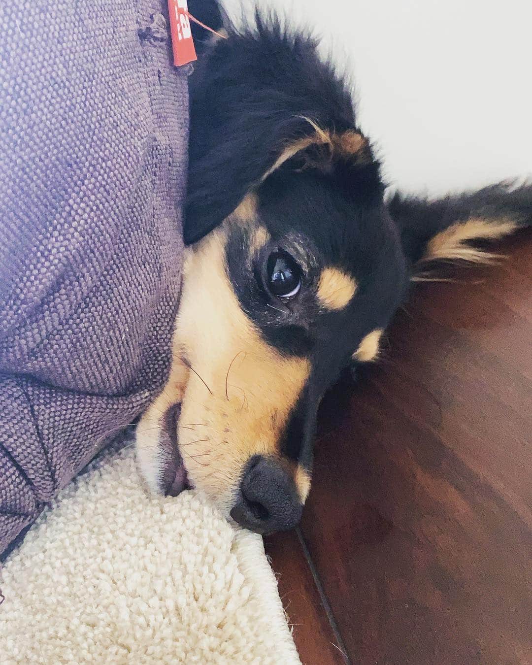 高原愛のインスタグラム：「ひょっこりはん😆ひょっこりモモ🐶🍑 #cute#cutie#lovely#newfriend#kindness#happy#dachshund#dachshunds#dachshundpuppy#dachshund_love  #dachshundlove#doxie#doxiepuppies#doxieworld#dog#dogstagram#petstagram#pet#pets#puppy#sweetie#woof#ダックス#ダックスフント#ミニチュアダックスフンド#子犬#犬#🐶#🍑」