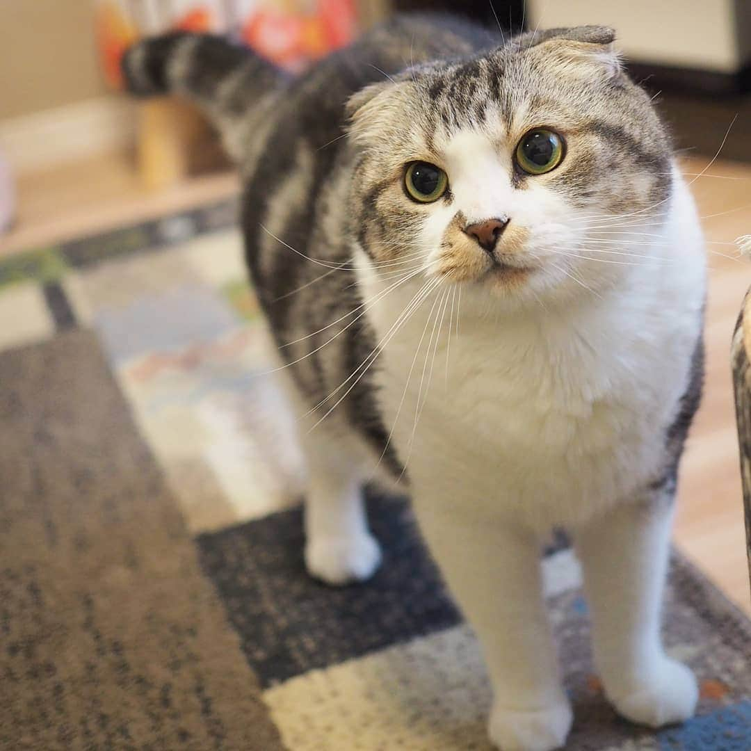 Hitomiさんのインスタグラム写真 - (HitomiInstagram)「2019.04.27  遊ぼ~🐱💓←言ってる風  すぐ座っちゃうじゃこの立ち姿を撮るの難しい😂💦 . 可愛いの撮れた~😍(自己満足w) 今日は足長め♡ . . #フニャ27祭  #nyancon01 #pecoマガジン表紙デビュー #りぷちんに届け元気玉  #じゃこ#あご肉部 部長🍙 #ブヒブヒ倶楽部 #シブにゃん隊over10jr  #ねこ部#関西ねこ部#ふわもこ部 #ペコねこ部#もちぽよ部#みんねこ#お口まわり玉ねぎ隊#無敵の親バカ同盟 #スタペグラム」4月27日 15時26分 - jako0317