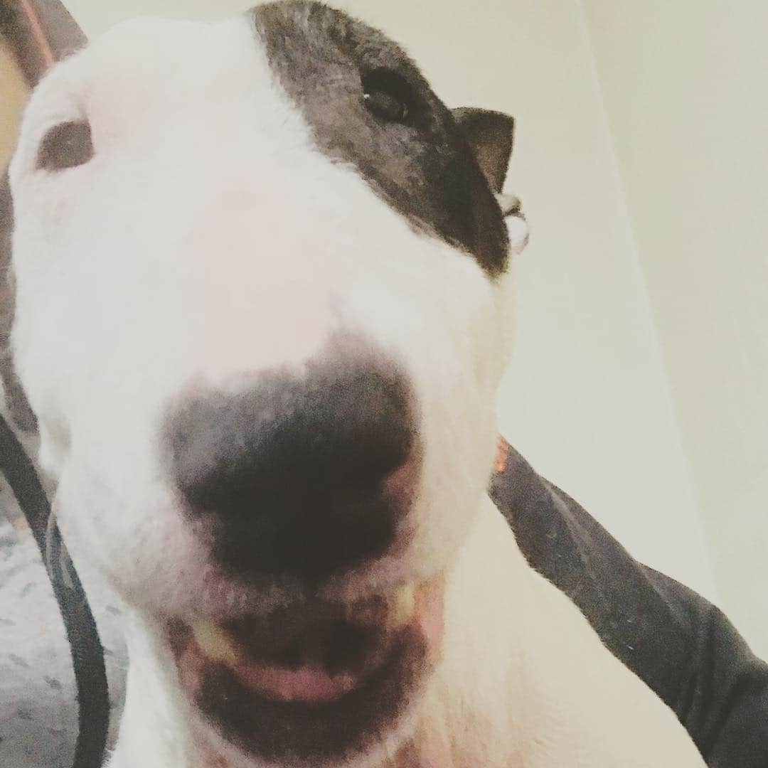 Q太郎さんのインスタグラム写真 - (Q太郎Instagram)「#minituru#bull#terrier#minibullterrier#miniturubullterrier#dog#dogstagram#cute#qtaro#love#family#ミニチュア#ブルテリア#ミニチュアブルテリア#Q太郎」4月27日 15時49分 - qtaro.jun