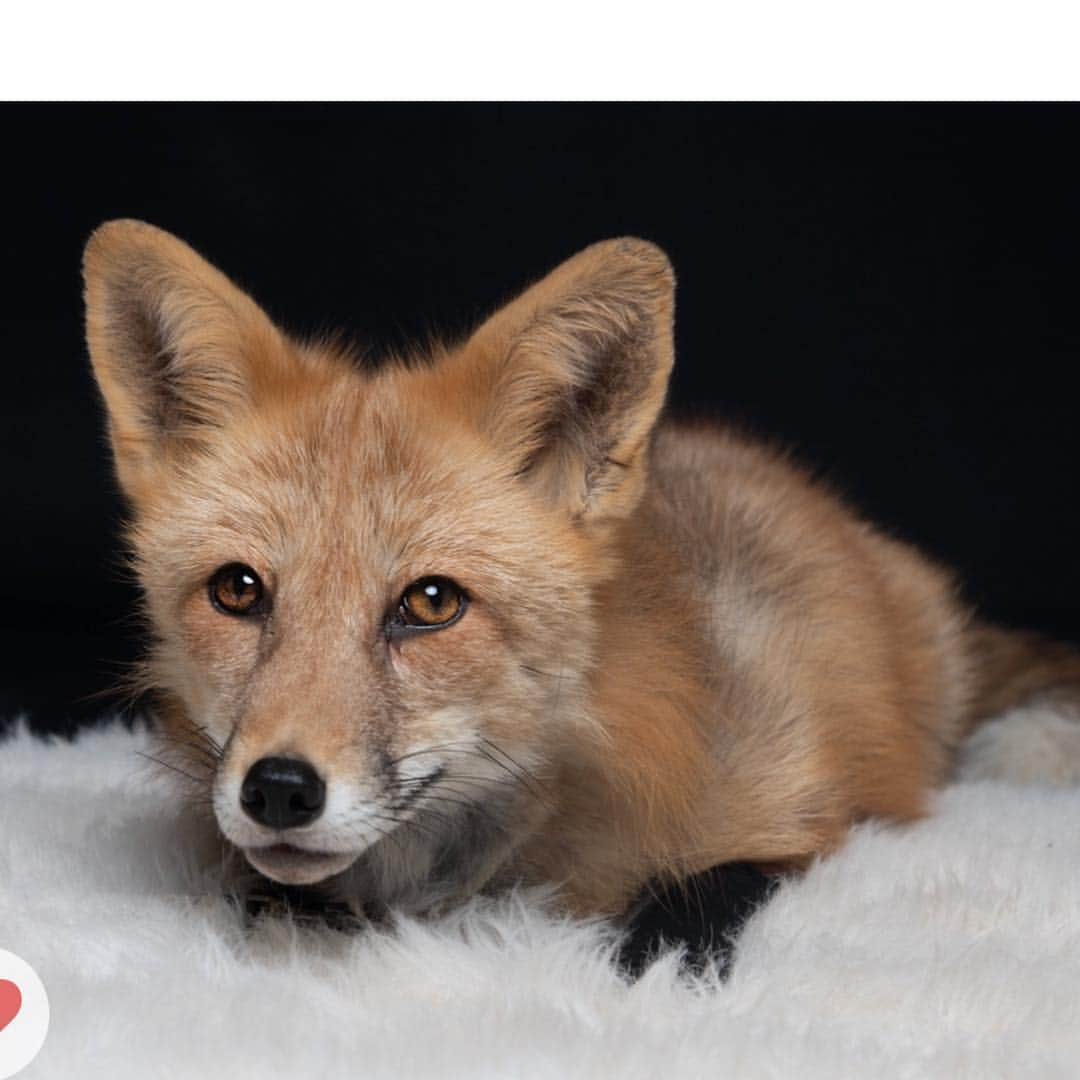 Rylaiさんのインスタグラム写真 - (RylaiInstagram)「Viktor was wondering who is excited for Massages with Foxes tomorrow? He said he certainly can’t wait! . Our Private fox encounters are currently booked until July. If you are planning your summer vacation, spending an hour with Viktor and his friends, while helping to support the #jabcecc should be high on the list! . We also offer opportunities to Sponsor a fox!!! All foxes are available for sponsorship this May!!! . 🦊🦊🦊🦊www.jabcecc.org🦊🦊🦊🦊🦊🦊🦊🦊🦊🦊🦊🦊🦊🦊🦊🦊 . Unedited photo by @barkgallery . . #viktor #foxencounters #animalencounters #supportlocal #sandiego #socal #russiandomesticatedfox #foxesofinstagram #canidconservation #photography #siberiancupcakes #redfox #photography #animalsco #vulpes #nonprofit #saveafox #sponsorafox #volunteer #cuteanimals」4月27日 7時11分 - jabcecc