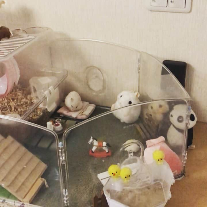 hamster_mocoのインスタグラム