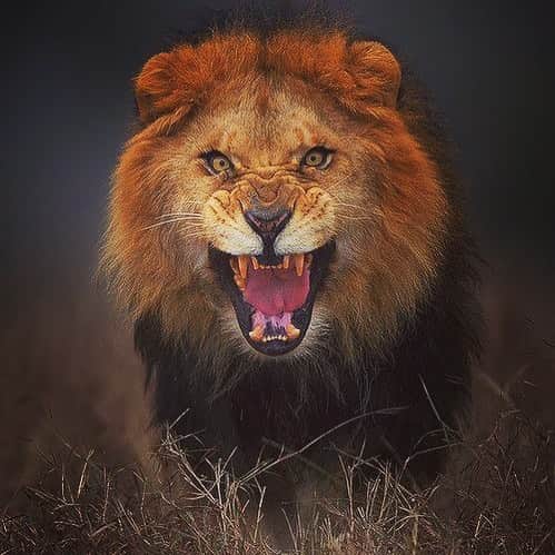 ジェイソン・デナイヤーのインスタグラム：「Attitude... 🦁 #lioninlyon#blessed」