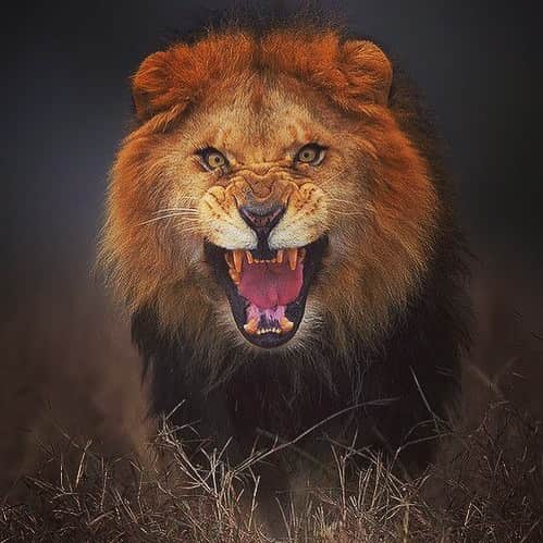 のインスタグラム：「Attitude... 🦁 #lioninlyon#blessed」