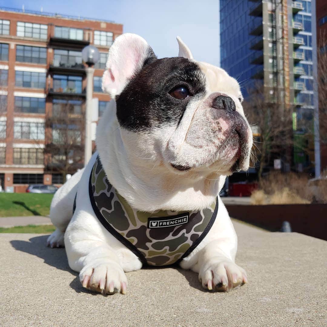 Manny The Frenchieのインスタグラム：「Happy Friday friends! Doing my fav thing, people watching at the dog park! @frenchie_bulldog」