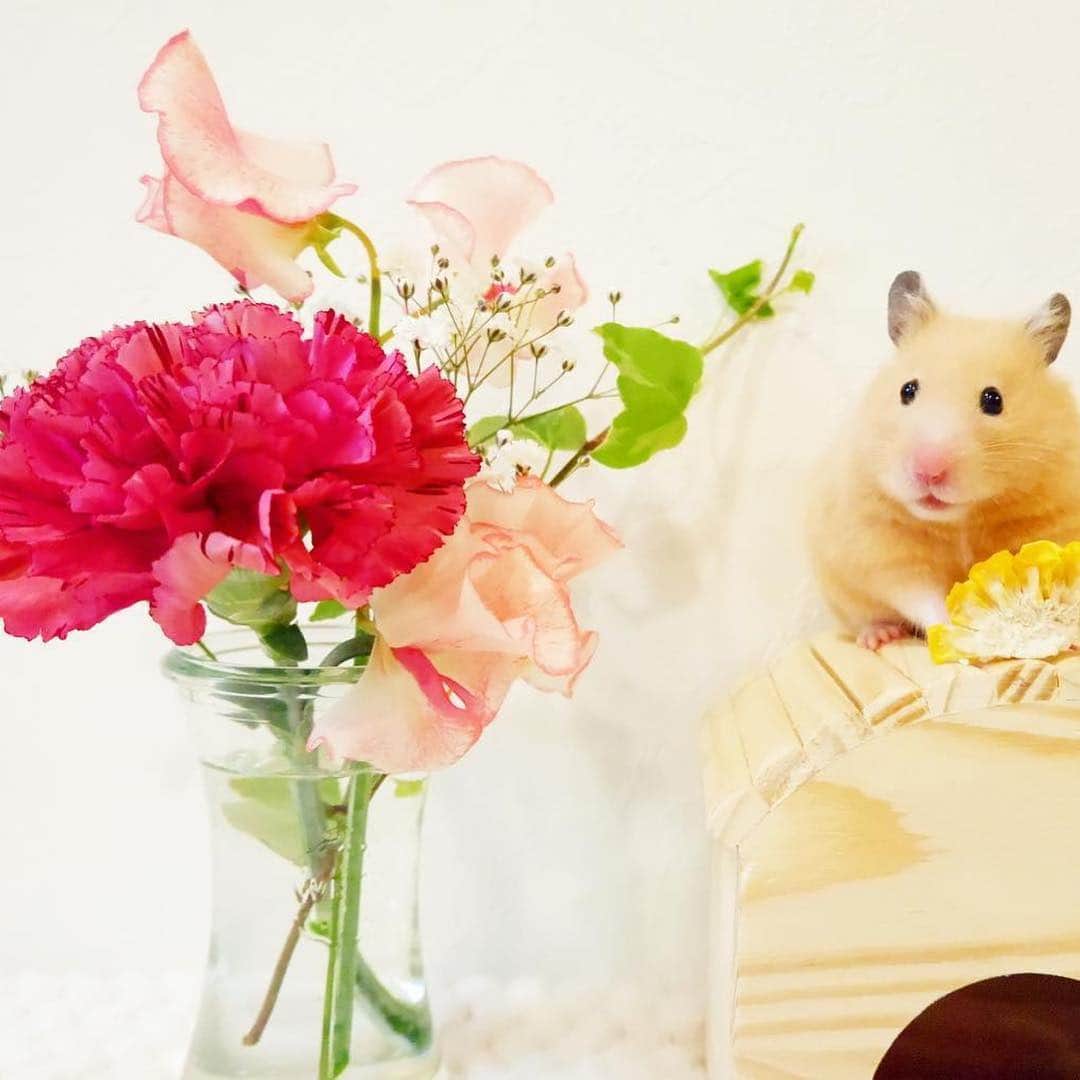 Bloomee LIFEさんのインスタグラム写真 - (Bloomee LIFEInstagram)「・⠀ お仕事から帰って来た金曜日〜 ポストを覗いたら可愛いお花が届いていました💐💕 お花を飾るとお部屋がパッと明るくなりますね〜 そしてたくさん元気をもらえます☺️ ・ Special Thanks Photo by⠀ @chankinton @am_ham23 ・ 可愛いお花がお家で出迎えてくれると、 ほっと癒されますね🌸✨ あなたのリラックスタイムに、 お花を取り入れてみて😌 ・⠀ 現在母の日に向けて、🇬🇧Cath Kidston🇬🇧と母の日キャンペーンを開催中💐 今登録するとCath Kidstonデザインの期間限定パッケージでBloomee LIFEのお花が届くかも？！ ・ また、豪華プレゼントが当たる投稿キャンペーンも実施中🎉 --- ありがとうの気持ちを、お花のお便りで。 --- Bloomee LIFEではお母さんへのありがとうの気持ちを「お花のお便り＝#ママラブレター 」でお届けします💌 素敵な#ママラブレター をご投稿してくださった方の中から抽選で 【合計100本のカーネーションブーケ🌹】をペア5組10名様にプレゼント🎁 ・ 詳しくは下記をチェック👌 ↓↓↓ 💓母の日を想う全ての人に感動を💓 5月12日は母の日。 Bloomee LIFEは、あなたの大切なお母さんへの想いを「お花のお便り」でお運びします💐 ・ ■プレゼント：投稿キャンペーンに参加した方の中から抽選で、ペア5組10名様に【合計100本のカーネーションブーケ🌹】をプレゼント！ ペアで貰えるからお母さんと2人でお花を楽しむことができます☺️ ■参加方法： ①@bloomeelife をフォロー ②赤いカーネーションの画像 または Cath Kidston母の日限定ボックスの画像を用意 ③#ママラブレター #bloomeelife を付けてテーマに沿ったエピソードを投稿 ■投稿テーマ：投稿テーマは期間によって異なります👌 第1弾：《4/12-4/22》普段伝えられないお母さんへの感謝の気持ち 第2弾：《4/23-5/2》お母さんの好きなところ 第3弾：《5/3-12》お母さんと一緒にしたいこと ・ 当選者の方にはbloomee LIFE 公式アカウントよりDMにてご連絡させていただきます💌 ・ ・ #bloomeelife#ブルーミーライフ#花のある生活#花好きな人と繋がりたい#おうち時間#花部#花写真#花のあるくらし#花のある暮らし#花のある風景#花が好き#花を飾る#暮らし#暮らしを楽しむ#日々の暮らし#丁寧な暮らし#日々#お花のある暮らし#暮らしをたのしむ#くらし#素敵な休日#暮らしを整える#くらしのきほん#日々の暮らしを楽しむ」4月27日 8時03分 - bloomee