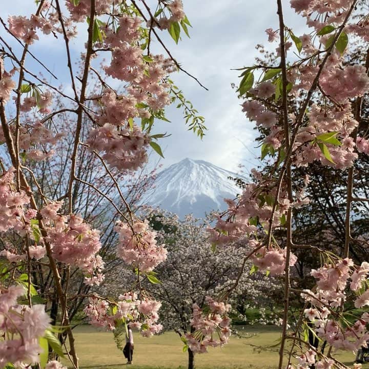 phantastic420のインスタグラム：「. 🤩🤩“Shizuoka” prefecture in Japan is a place where you can see the most “phantastic” Mt. Fuji🗻 in the world.🤩 #富士山 #mtfuji #japan #shizuoka #fujinomiya  #phantastic420photography #mostphantasticmtfuji #selamatpagi  #goodmorning  #おはようございます 😇😇😇😇😇😇😇🗻😇😇 会社着いたら雨でした🤣やっぱり家にいれば良かった🤣サファリパークも雨でしたがもう渋滞してましたよ〜行かれる方は気をつけてくださいねぇ〜😅羨ましい‼︎ちなみに雨降ってるので🗻は見えませんよ〜😅」
