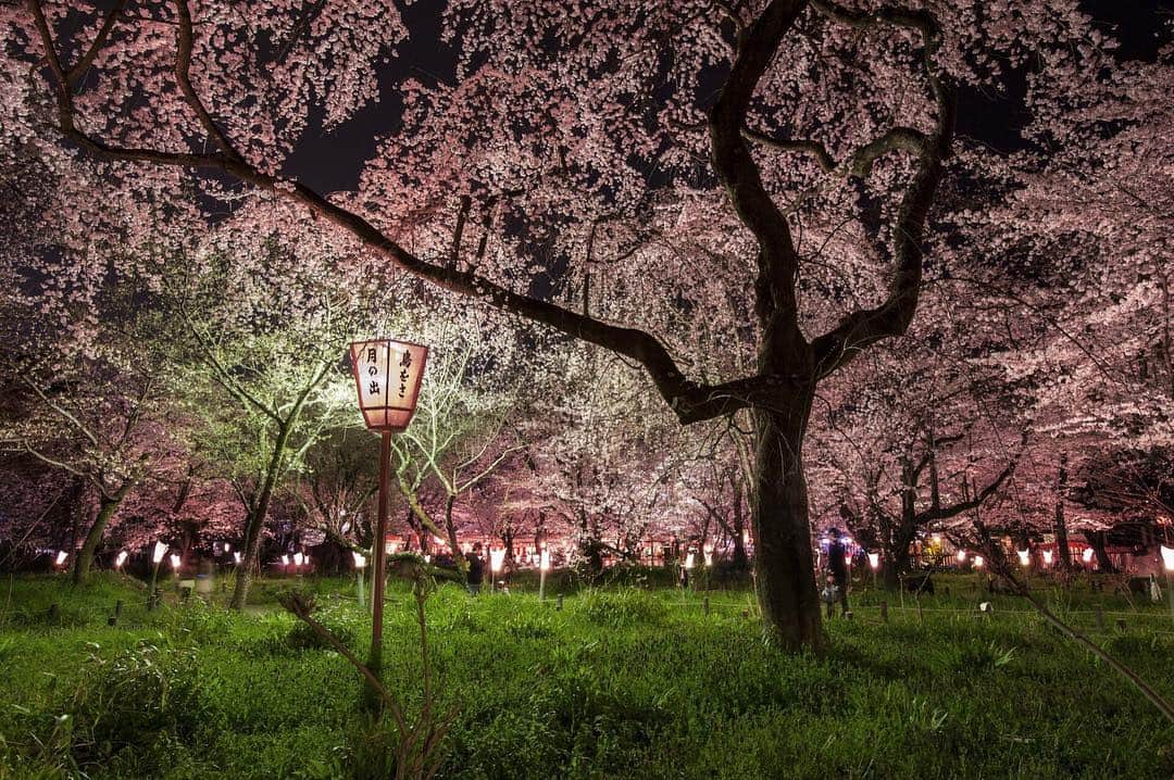 ナショナルジオグラフィックさんのインスタグラム写真 - (ナショナルジオグラフィックInstagram)「Photo by Diane Cook & Len Jenshel @cookjenshel // Sponsored by @charmin // For more than a thousand years, the Hirano Shrine has held an annual cherry blossom festival. The grounds of this Shinto shrine in Kyoto, Japan, are planted with over 400 cherry trees. It is an especially popular place to go in April for yozakura, or nighttime viewing of the blossoms. We have gone back to Japan many times in spring to photograph the flowering cherry trees. We love the passion that the Japanese have for reflecting on the ephemeral beauty of nature. This tradition has always been seen as a metaphor for life itself and the need to pause to appreciate those fleeting moments. // Join @Charmin and our partners this Arbor Day to learn how we are working together on our reforestation efforts to ensure trees, our most valuable resource, continue to thrive.」4月27日 8時08分 - natgeo