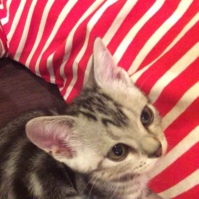 Alain アランさんのインスタグラム写真 - (Alain アランInstagram)「Good morning! Bonjour! Happy Caturday! Baby Alain. I was about 2.5 months old. Sleeping on my mom😽💕😊💕. * おはようございます。 土曜日は蔵出しアラン！ アランの子猫時代の写真をお見せしています。 生後2ヶ月半。ママの上で寝ちゃいました😽💕😊💕 * #babyalain #catstagram #cat_features  #topcatphoto #cutepetclub #catsofinstagram #ig_catclub #cats_of_world #meowsandwoofs #meowvswoof#nc_cuties #excellent_cats #catstocker  #bestmeow #magnificenteowdels#bestcats_oftheworld#INSTACAT_MEOWS #peco #スタペグラム#ペピ友#animalsco#mofmo#igersjp#みんねこ#ふわもこ部#ペコねこ部 #アメショー#」4月27日 8時11分 - alain_cat