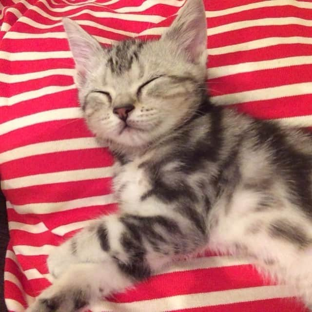 Alain アランさんのインスタグラム写真 - (Alain アランInstagram)「Good morning! Bonjour! Happy Caturday! Baby Alain. I was about 2.5 months old. Sleeping on my mom😽💕😊💕. * おはようございます。 土曜日は蔵出しアラン！ アランの子猫時代の写真をお見せしています。 生後2ヶ月半。ママの上で寝ちゃいました😽💕😊💕 * #babyalain #catstagram #cat_features  #topcatphoto #cutepetclub #catsofinstagram #ig_catclub #cats_of_world #meowsandwoofs #meowvswoof#nc_cuties #excellent_cats #catstocker  #bestmeow #magnificenteowdels#bestcats_oftheworld#INSTACAT_MEOWS #peco #スタペグラム#ペピ友#animalsco#mofmo#igersjp#みんねこ#ふわもこ部#ペコねこ部 #アメショー#」4月27日 8時11分 - alain_cat