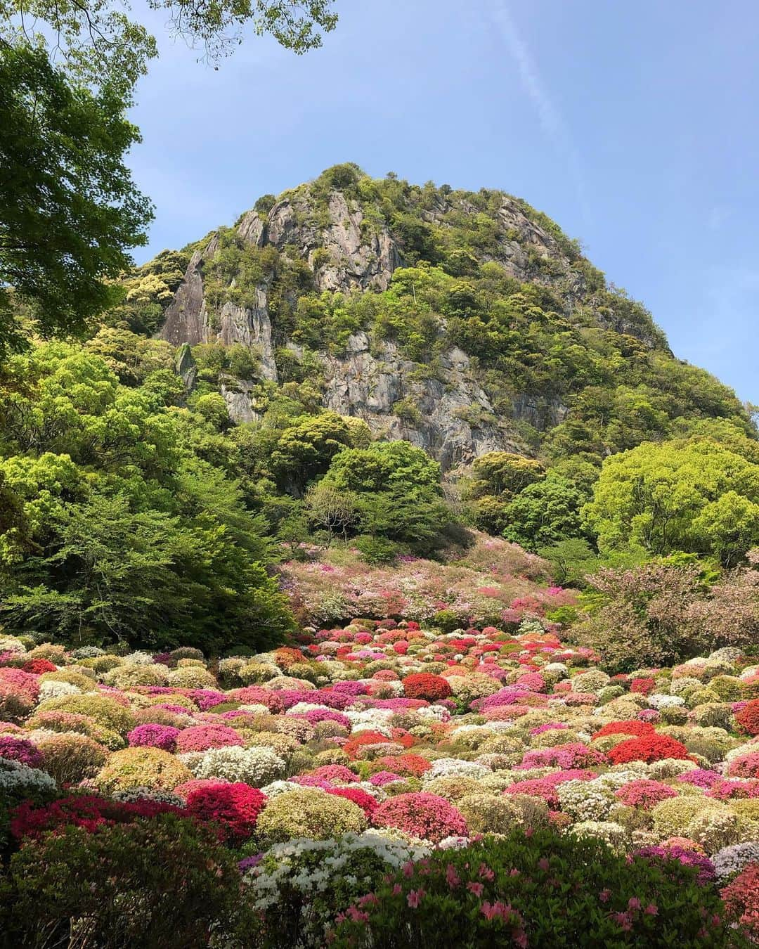 田中輝和さんのインスタグラム写真 - (田中輝和Instagram)「前に行った佐賀県武雄市にある御船山楽園。﻿ ﻿ 近くで食べたパエリアも美味しかった🥘﻿ 福岡でパエリアの美味しいとこないかな？﻿ ﻿ 横浜FCいた時にランチでめちゃくちゃレッドロブスターでパエリア食べてたけどあそこは美味しかったなー🦞﻿ ﻿ #佐賀県#武雄市#御船山楽園#つつじ#パエリア#菜on」4月27日 8時39分 - teru714