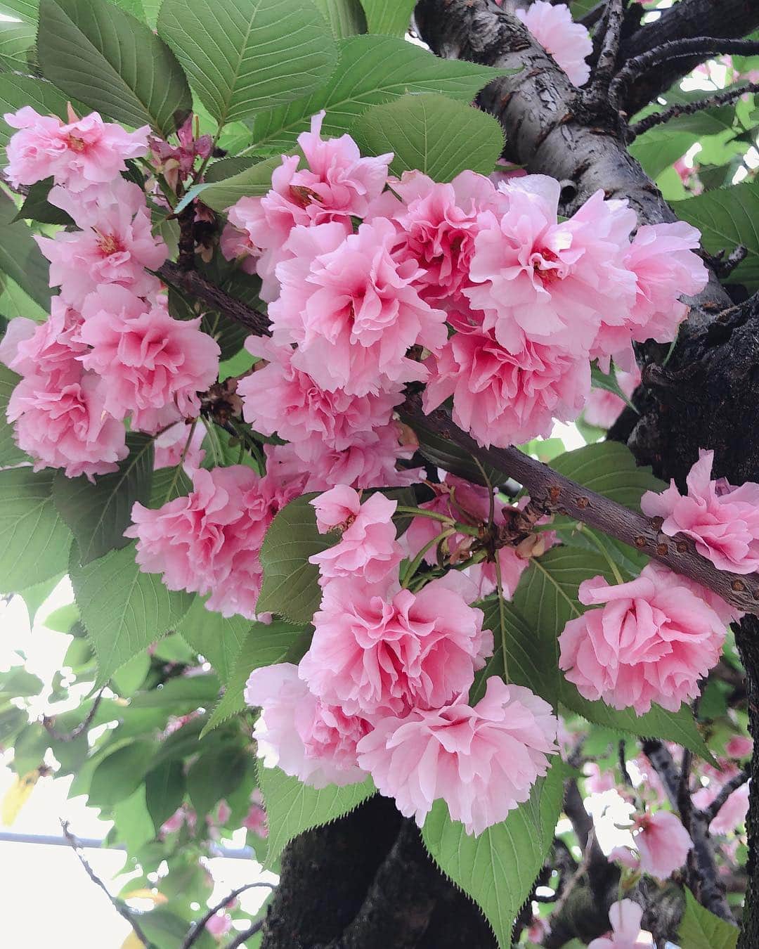 SHINOさんのインスタグラム写真 - (SHINOInstagram)「久々にバーベキュー♬ . . お外でごはんが気持ちいい季節になってきました🍖 . . 大好きな八重桜もそろそろ終わりかなー🌸 . . ゴールデンウィーク、なにも予定入れてないので、のんびり過ごしまーす♡ . . #バーベキュー #おうちごはん #お庭でごはん #七輪 #お外が気持ちいい季節 #焼肉 #たまねぎ」4月27日 8時34分 - shino0605
