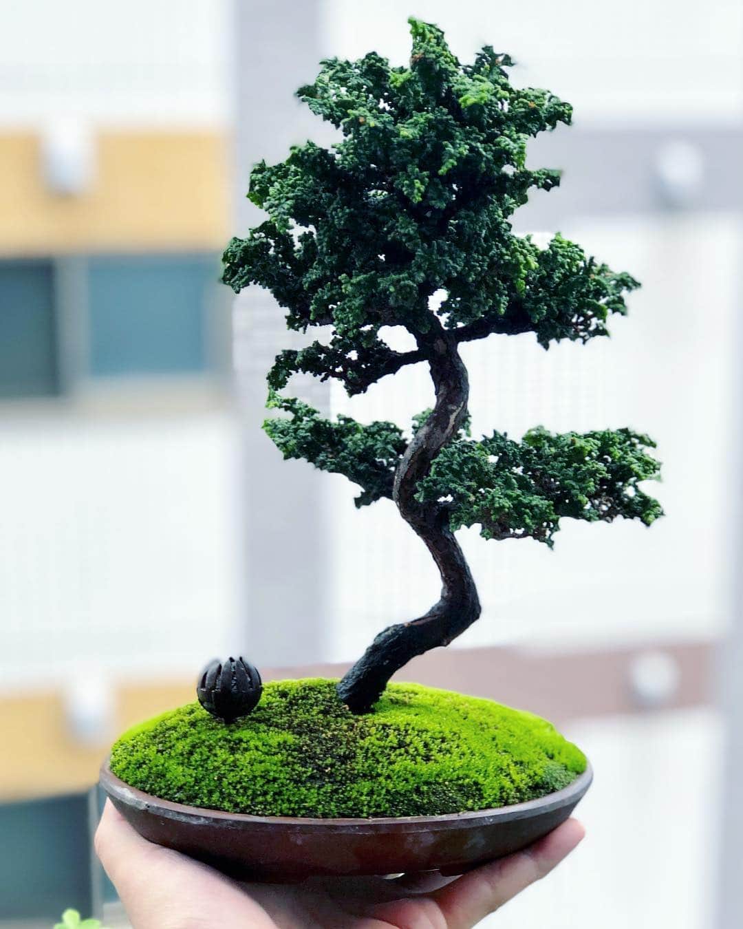 金成公信さんのインスタグラム写真 - (金成公信Instagram)「セッカヒノキ。金成が特に好きな木です。そしてこいつの足下の苔だけずっと調子いい。なぜなのでしょうね。#盆栽 #bonsai #bonsaijapan #japanesebonsai #セッカヒノキ #石化ヒノキ #sekkahinoki #plants #tree #苔 #moss」4月27日 8時38分 - bonsai_chiba