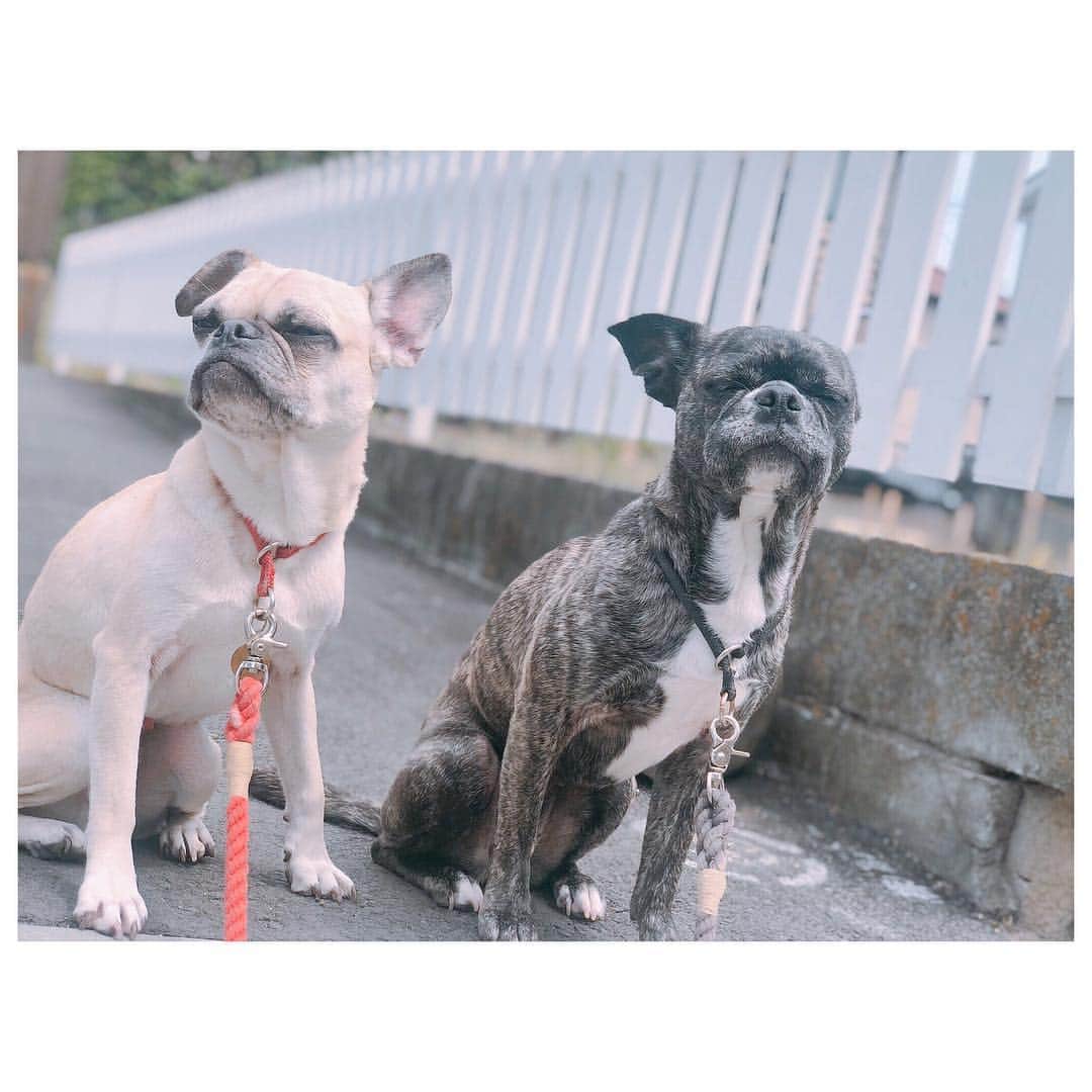 のインスタグラム：「gm☻ 昨日で終了した予約会へ沢山のご予約ありがとうございました❤️ お届けまでよろしくお願いします☺️ 先日 @maharotys にて撮ってもらった写真がブサイクすぎて笑えた。 ぽーがめっちゃブサイクー🤣特に3枚目。 トトは相変わらずめっちゃ内股。 3枚目とか内股が過ぎるw あー、笑った。 さてさて、GW初日。 私は仕事でございます。 皆様ステキなGWを〜😜 #pug #frepug #frenchbulldog #ilovemydog #ぽにトト」
