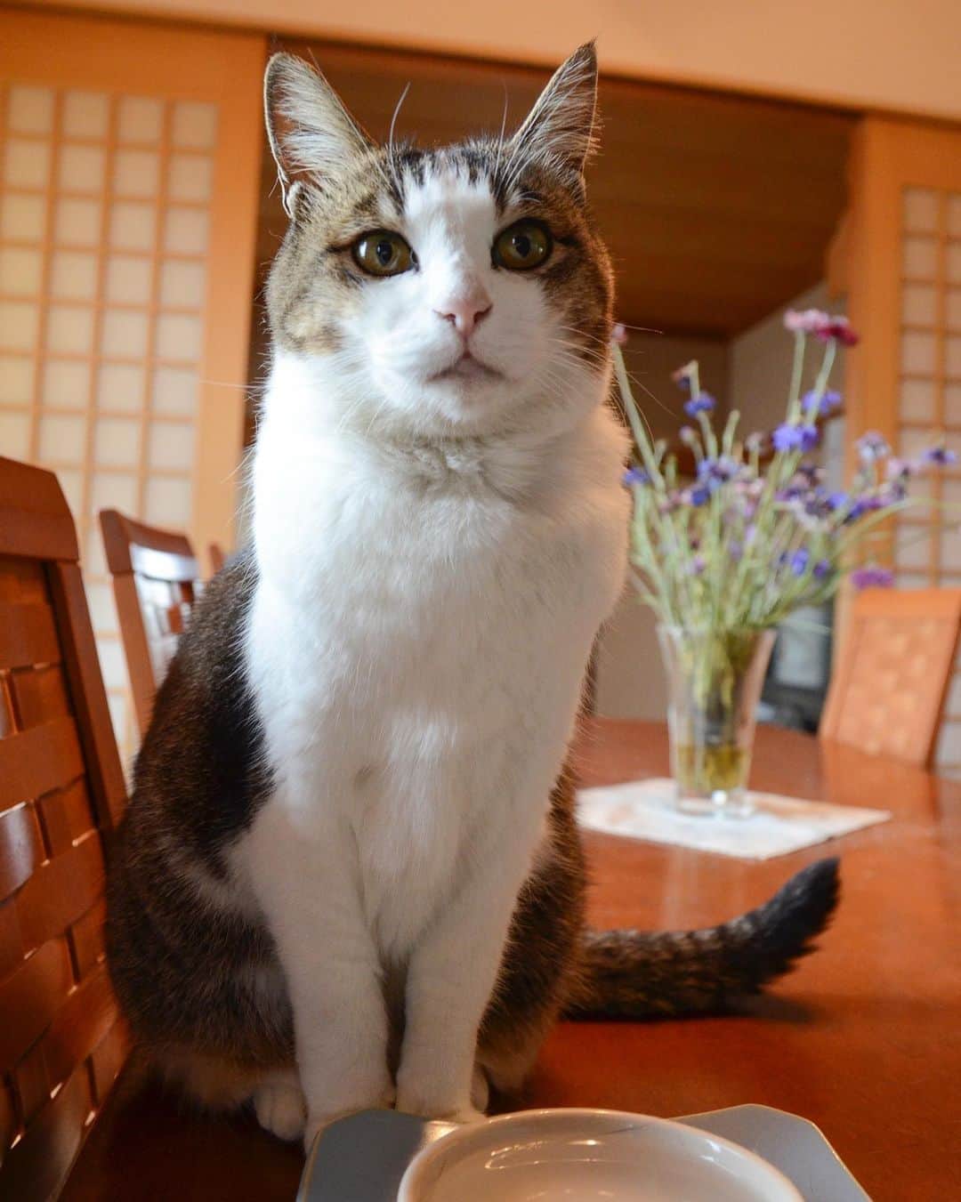 やふさんのインスタグラム写真 - (やふInstagram)「あら、撮るの？→んふ❤️→なーんちゃって（真顔） . #cat #neko #catlovers #catsofinstagram #catstagram #instacat #猫 #ねこ #ネコ #保護猫 #のま #のまらー #被災猫」4月27日 9時15分 - kyafy