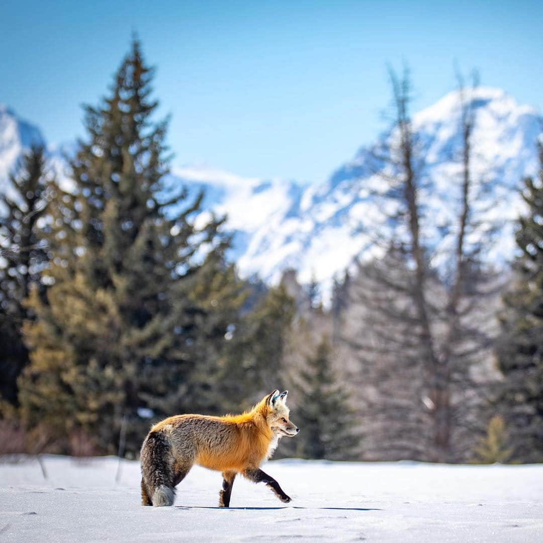 アメリカ内務省さんのインスタグラム写真 - (アメリカ内務省Instagram)「Step into splendor at Grand Teton National Park in #Wyoming. As part of the Greater Yellowstone ecosystem, the #wildlife viewing here is exceptional. Sightings include red fox, coyotes, black and grizzly bears, elk, mule deer and bison -- all living in these stunning and rugged conditions. Bring your binoculars and sense of wonder. Please don’t feed park wildlife for the animal’s safety and your own. Photo courtesy of Peter Mangolds (@grizzlymanchild). #NationalParkWeek #FindYourPark #USInterior #Travel #foxesofinstagram」4月27日 9時07分 - usinterior