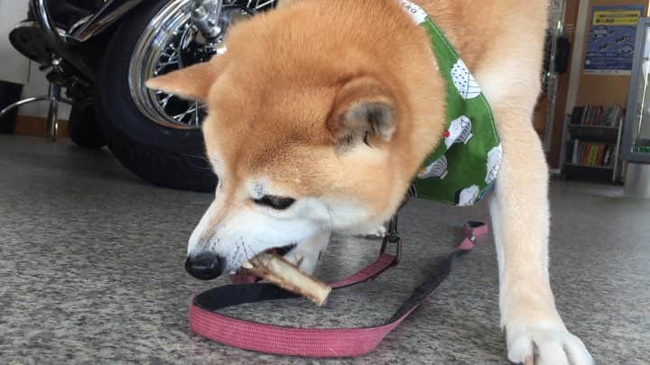 のインスタグラム：「鹿の骨🦴どうぞ〜。よーく噛んでね！」