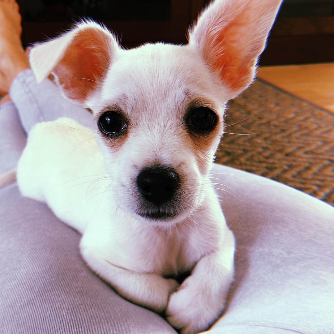 scottlippsさんのインスタグラム写真 - (scottlippsInstagram)「So, the little one, has finally joined IG! @milolipps ! Follow him! He’s on his way to being a influencer puppy 😀😀 many updates to follow ! #puppy #dogsofinstagram」4月27日 9時58分 - scottlipps