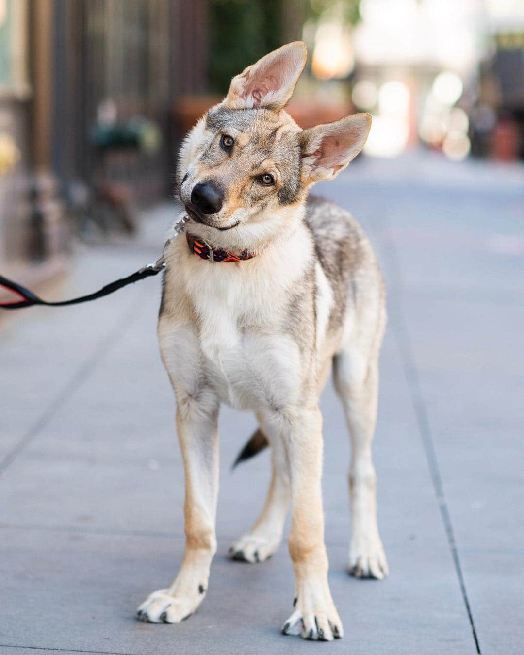 The Dogistさんのインスタグラム写真 - (The DogistInstagram)「Draco, Czechoslovakian Wolfdog (5 m/o), Rivington & Freeman Alley, New York, NY • “He once stole my boyfriend’s egg, bacon and cheese on a bagel.”」4月27日 10時01分 - thedogist