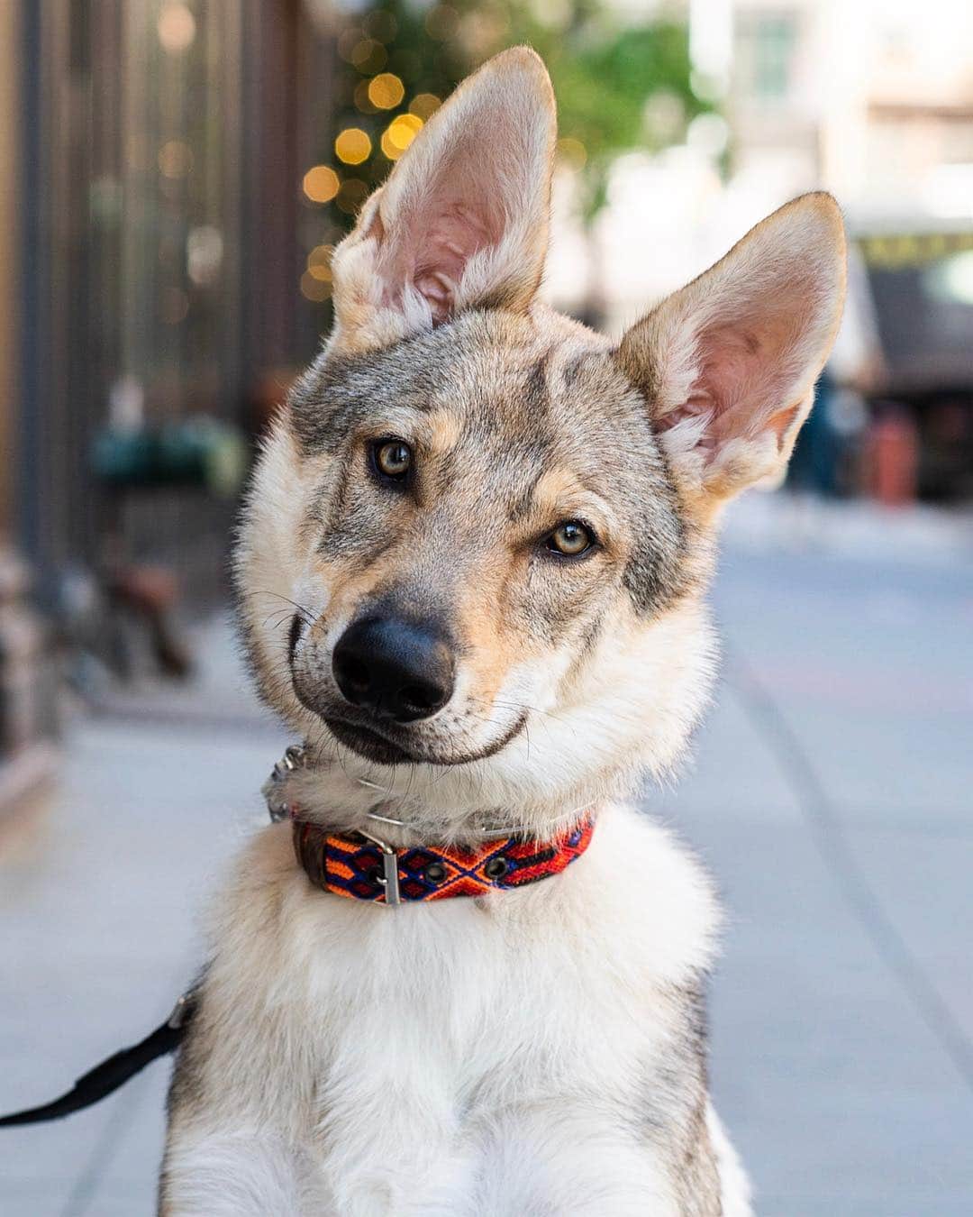 The Dogistさんのインスタグラム写真 - (The DogistInstagram)「Draco, Czechoslovakian Wolfdog (5 m/o), Rivington & Freeman Alley, New York, NY • “He once stole my boyfriend’s egg, bacon and cheese on a bagel.”」4月27日 10時01分 - thedogist
