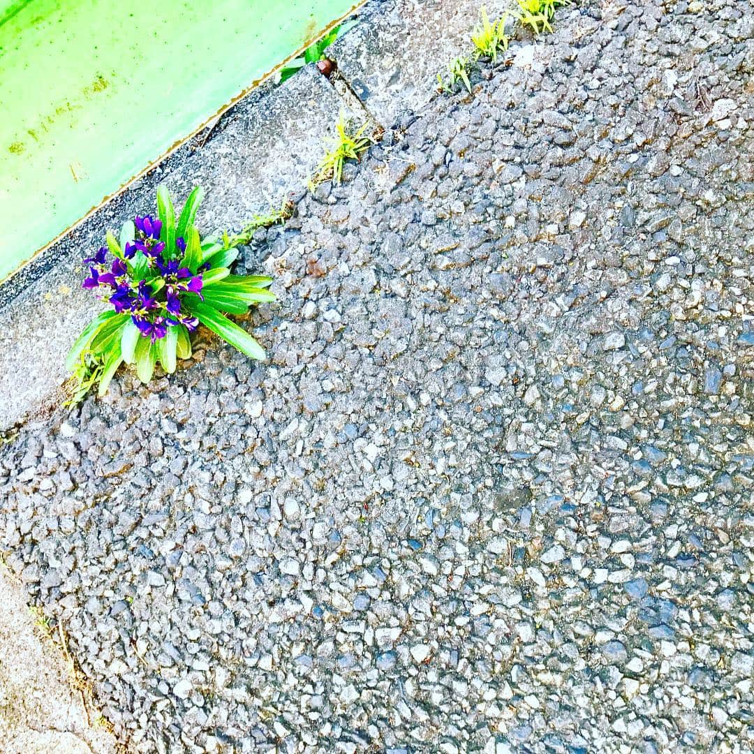 光野桃さんのインスタグラム写真 - (光野桃Instagram)「アスファルトの細い割れ目、味気ないフェンスの下に、今年もすみれ色の花が咲きました。  #ど根性スミレ  #濃い紫に黄色のアクセント！ #みなさん素敵な休日を」4月27日 10時08分 - mitsuno.momo