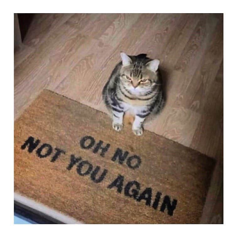のインスタグラム：「#caturday 👀」