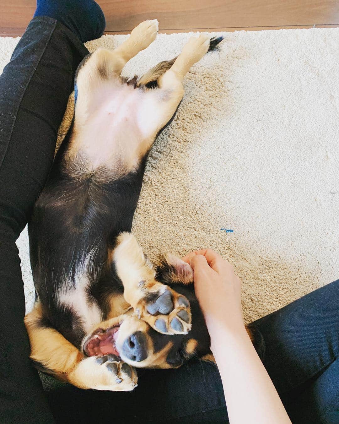 高原愛のインスタグラム：「甘えんぼモモ🐶🍑❤️ #cute#cutie#lovely#newfriend#kindness#happy#dachshund#dachshunds#dachshundpuppy#dachshund_love  #dachshundlove#doxie#doxiepuppies#doxieworld#dog#dogstagram#petstagram#pet#pets#puppy#sweetie#woof#ダックス#ダックスフント#ミニチュアダックスフンド#子犬#犬#🐶#🍑」