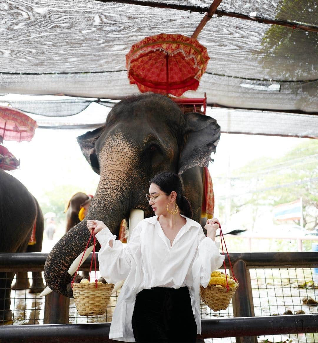 マイ・ダーウィカーさんのインスタグラム写真 - (マイ・ダーウィカーInstagram)「❤️🐘」4月27日 16時03分 - davikah