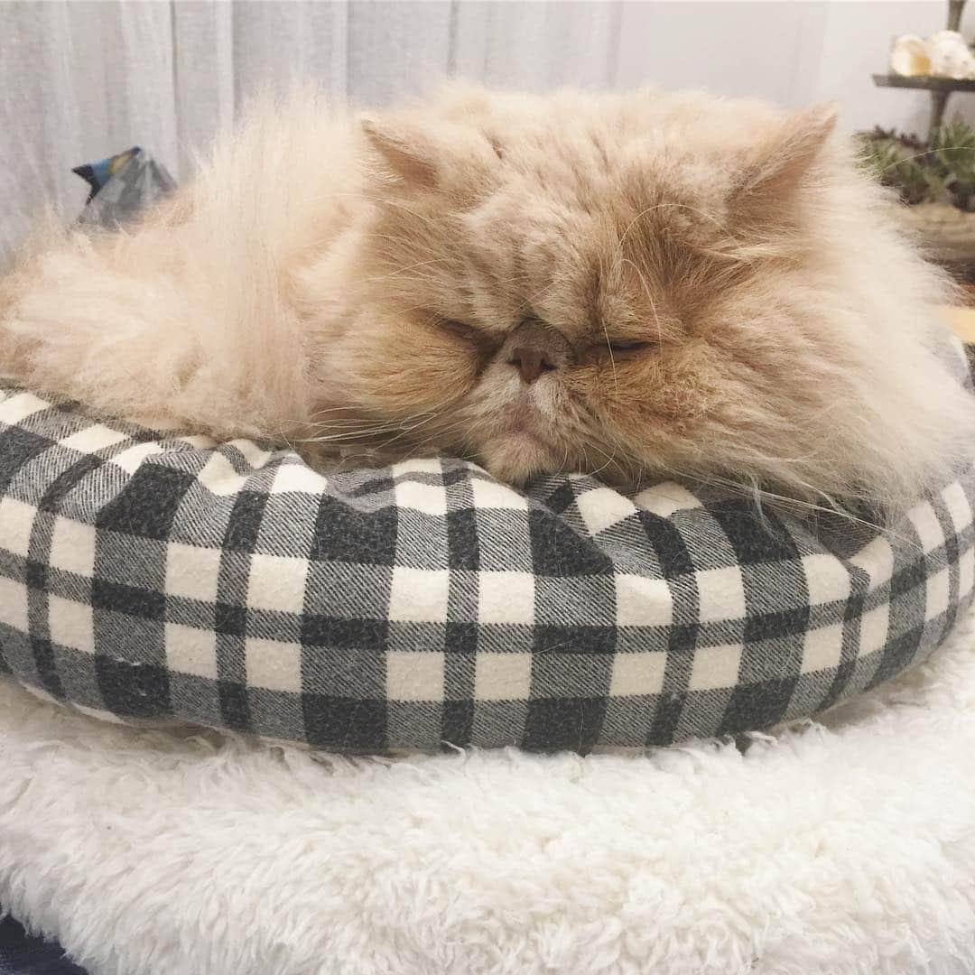 ミッシュのインスタグラム