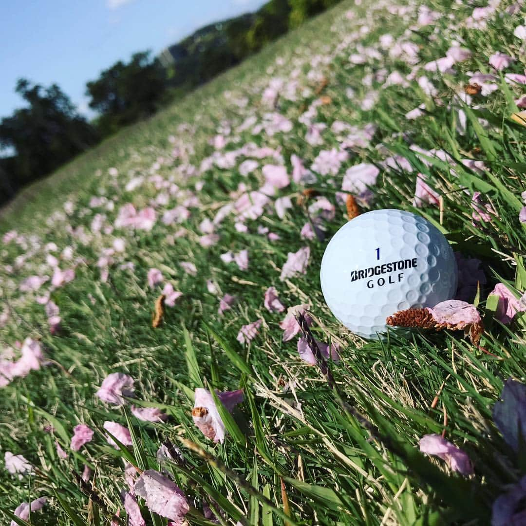 TOGGYさんのインスタグラム写真 - (TOGGYInstagram)「八重桜の桜吹雪🌸  #toggy #bridgestonegolf #keya #itoshima #fukuoka #japan #golf」4月27日 10時56分 - dj_toggy