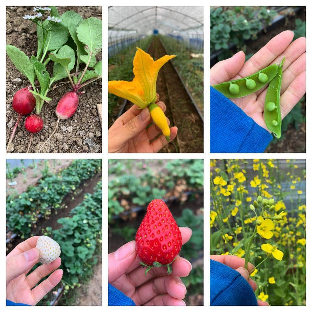 ハ・ジウォンさんのインスタグラム写真 - (ハ・ジウォンInstagram)「봄을 담아요~👩🏻‍🌾🍓🌼🐝🧚🏻‍♀️」4月27日 11時28分 - hajiwon1023